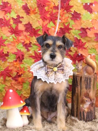 20241112ピンくん